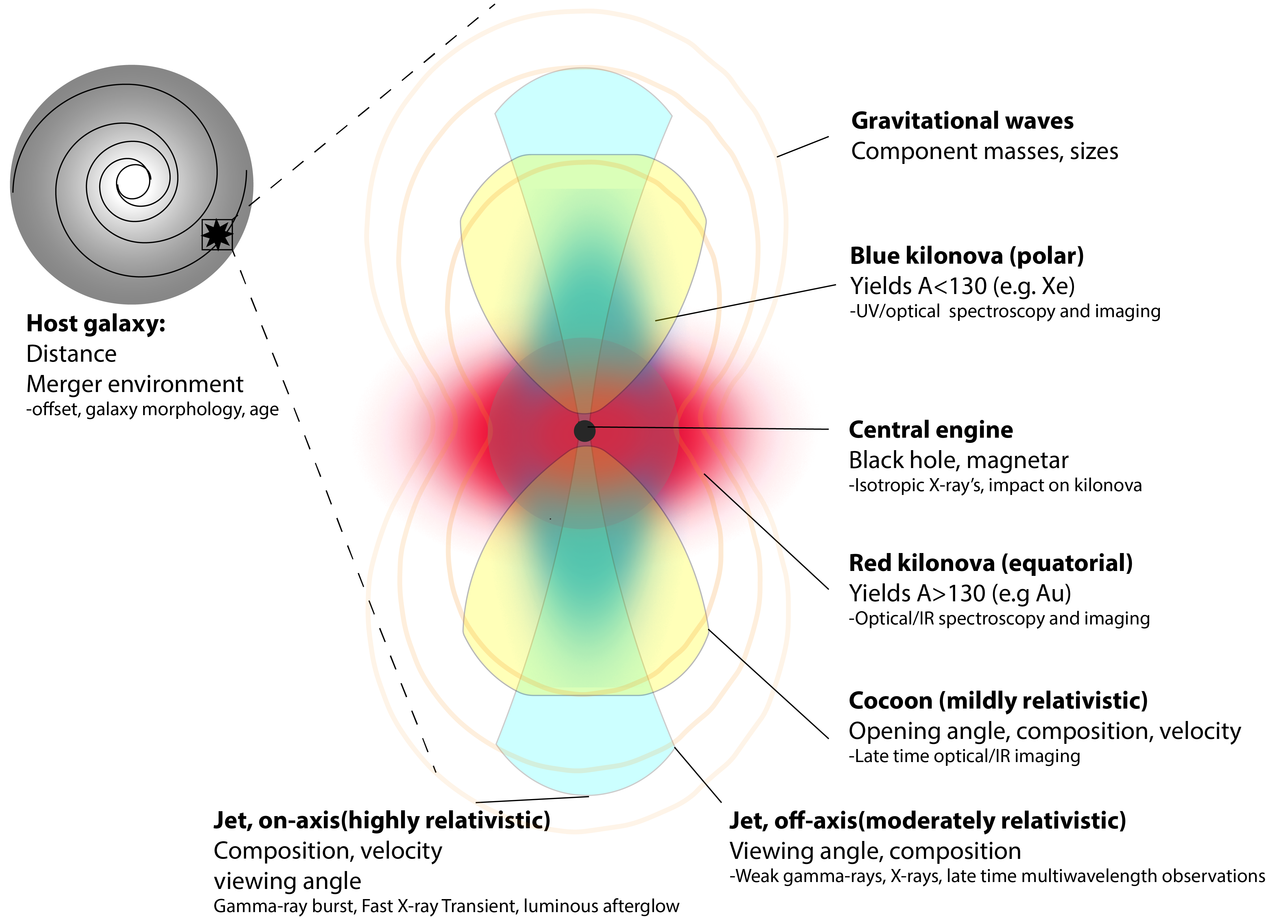 The physical process ongoing in the merger of a binary system of neutron stars (or a neutron star and a black hole), their multi-messenger observational signals and the scientific insight enabled from them (updated from an original concept by \cite{Metzger:2016pju}). Gravitational wave observations provide robust measurement of the component masses, and constraints on their sizes and spins. Many possible electromagnetic signals are also possible, including the detection of associated GRBs, cocoon emission, and kilonova signatures.
