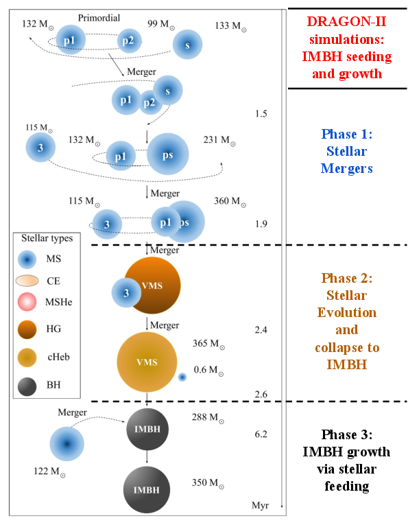 Stellar mergers leading to the formation of an IMBH in one of the \textsc{Dragon-II} numerical simulations \citep{ArcaSedda:2023mlv}.